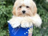 Malti̇poo F1