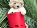 Apricot Toy Poodle