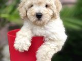 Apricot Toy Poodle