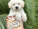 Toy Poodle