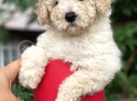 Apricot Toy Poodle görsel