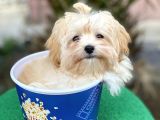 Malti̇poo F1