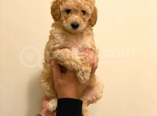 Minyatür Erkek Poodle Yavrumuz