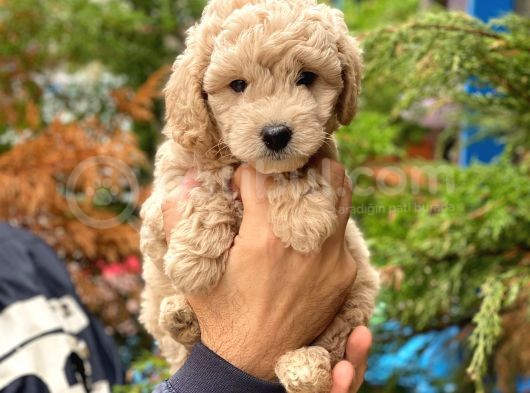 Apricot Toy Poodle Erkek Yavrumuz görsel