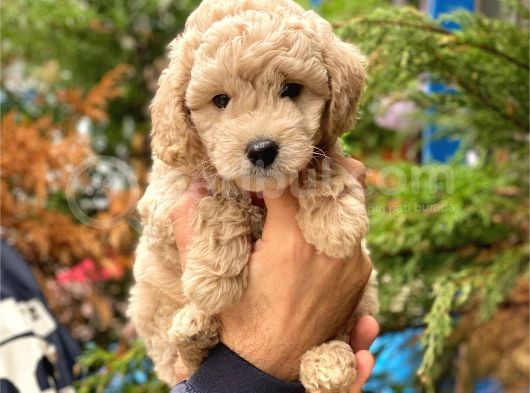 Apricot Toy Poodle Erkek Yavrumuz görsel