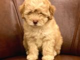 Muhteşem Maltipoo Yavrumuz