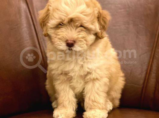 Muhteşem Maltipoo Yavrumuz görsel