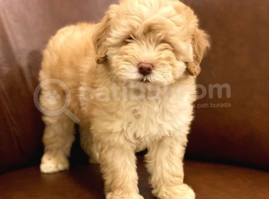Muhteşem Maltipoo Yavrumuz görsel
