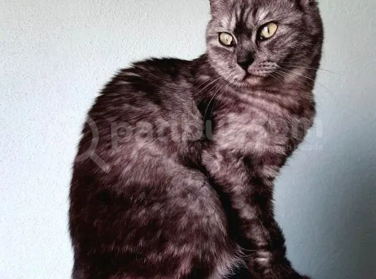 Uygun Doğum Tecrübeli Smoke Tabby