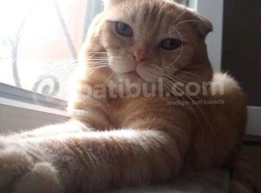 Uygun Damızlık Erkek Cream görsel