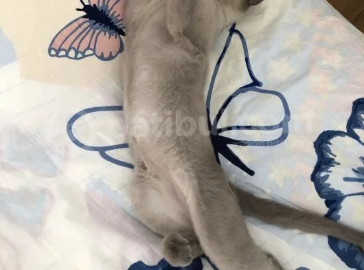 Güzel Çocuğumuza Yuva Arıyoruz