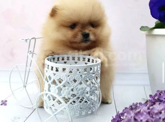 Ayı Surat Boo Pomeranian Yavrular
