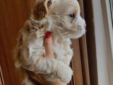 Maltipoo Yavrusu