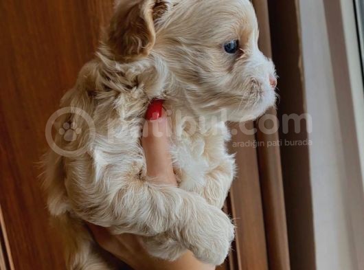 Maltipoo Yavrusu görsel