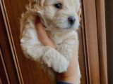 Maltipoo Yavrusu