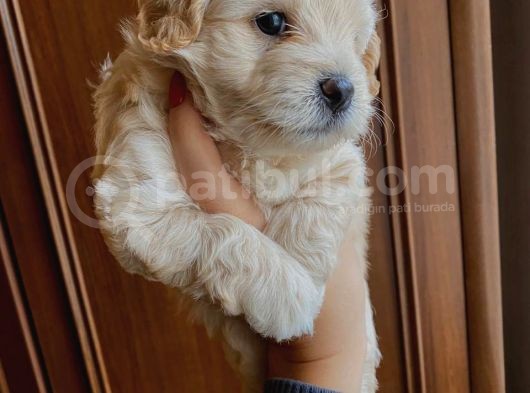 Maltipoo Yavrusu görsel