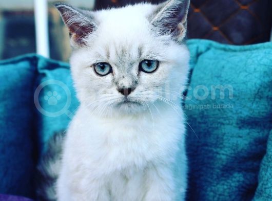 Linx Point Erkek Bebeğim görsel