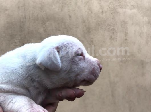 A Kalite Dişi Dogo Yavruları görsel