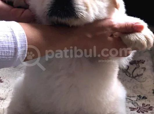 Her İle Gönderim İmkanı Erkek Yavrumuz A Kalite Beyaz