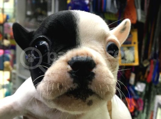 Fransız Bulldog Dişi Yavrumuz görsel