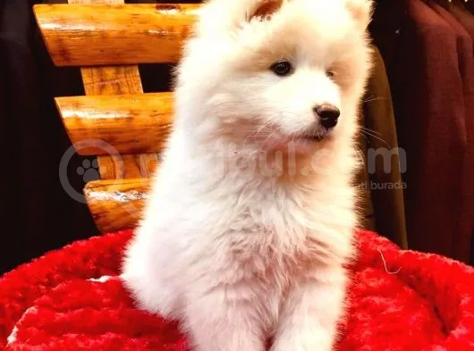Full Aşılı Karneli Harika Samoyed Yavrular
