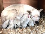 A Kalite Dişi Dogo Yavruları