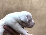 A Kalite Dişi Dogo Yavruları