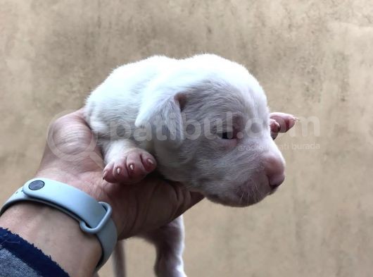 A Kalite Dişi Dogo Yavruları görsel