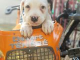 70 Günlük Dogo Argentino Yavrular