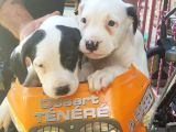70 Günlük Dogo Argentino Yavrular