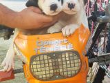 70 Günlük Dogo Argentino Yavrular