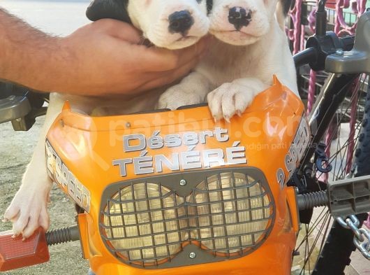70 Günlük Dogo Argentino Yavrular görsel