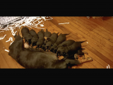 Gerçek Dev Mutant Rottweiler Yavrularımız