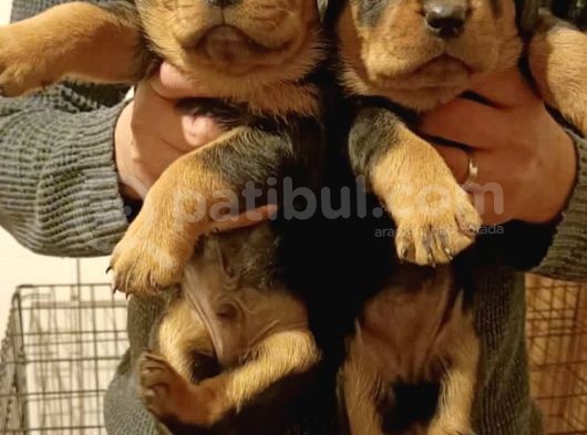 Gerçek Dev Mutant Rottweiler Yavrularımız görsel