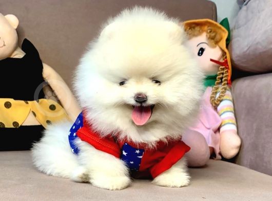 Teddy Face Boo Pomeranian Yavrular görsel