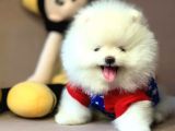 Teddy Face Boo Pomeranian Yavrular