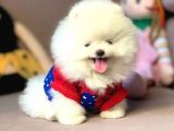 Teddy Face Boo Pomeranian Yavrular