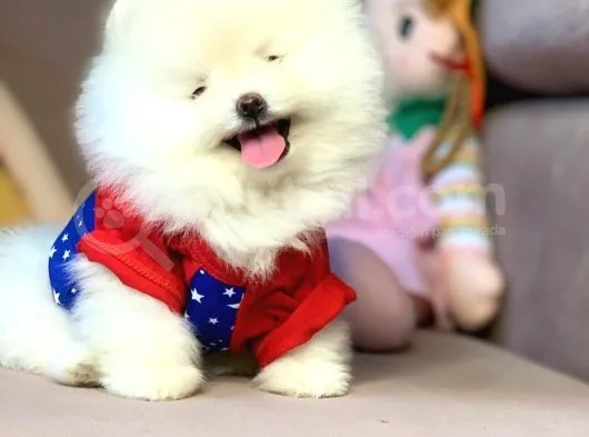 Teddy Face Boo Pomeranian Yavrular