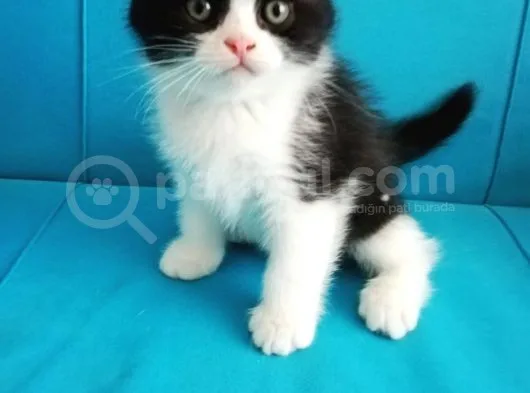 Scottish Fold Yavrular