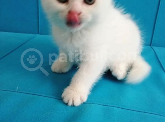 Scottish Fold Yavrular görsel