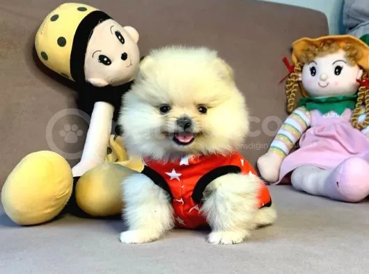 Mini Boy Boo Pomeranian Yavrular