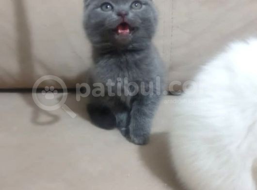 Show Class Scottish Fold görsel