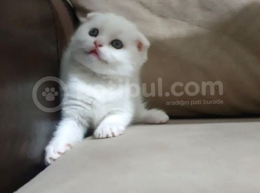 Show Class Scottish Fold görsel