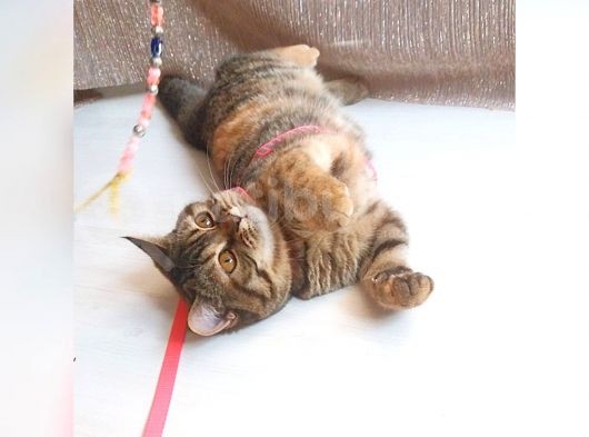 Scottsh Strahig Golden Blak Tabby Girl  İstanbul görsel
