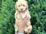 DİZAYN IRK DİŞİ MALTİPOO YAVRUMUZ