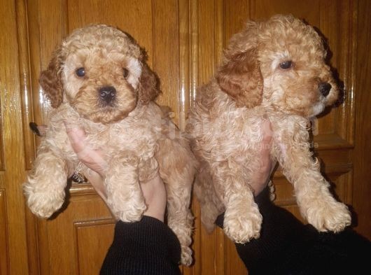 Muhteşem Apricot Toy Poodle Yavruları görsel