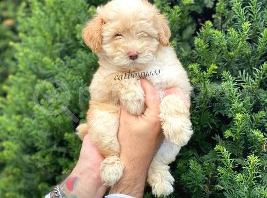 Di̇zayn Irk Malti̇poo Yavrumuz görsel