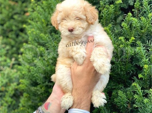 Di̇zayn Irk Malti̇poo Yavrumuz görsel
