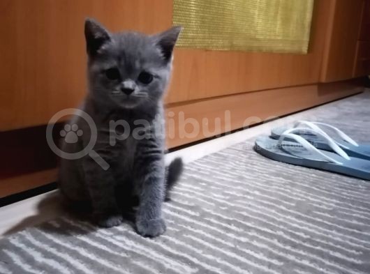 Kraliçe Suzanın 4. Nesil Yavruları İzmir Bornova görsel