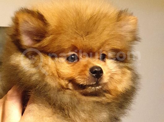 Tüy Yumağı Pomeranian görsel
